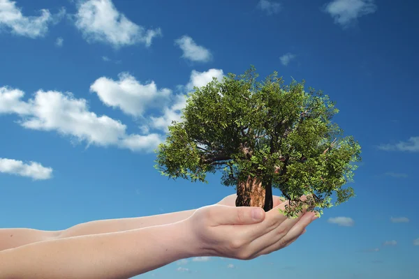 Mano sosteniendo un árbol de verano verde — Foto de Stock