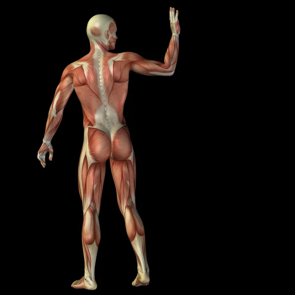 3D lidské svaly — Stock fotografie