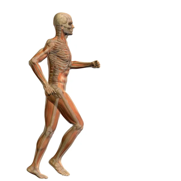 Menschliche 3D-Anatomie — Stockfoto