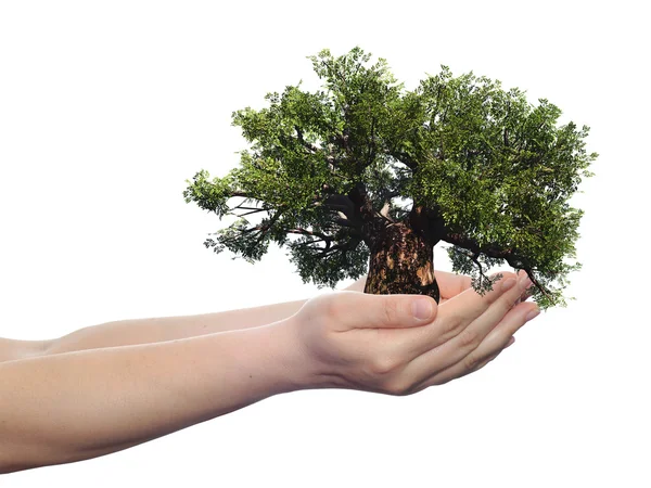 Mano sosteniendo un árbol de verano verde —  Fotos de Stock