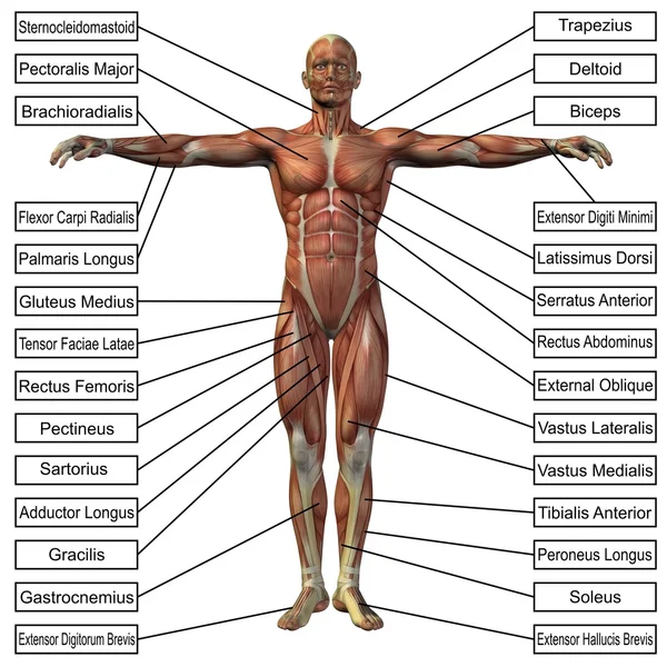 3d 男人的肌肉 — 图库照片