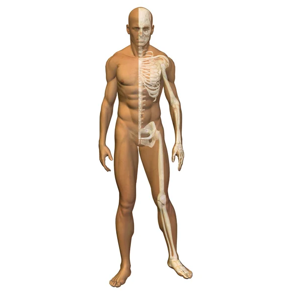 3D menschliche Anatomie mit Muskeln — Stockfoto