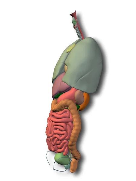 腹部内臓 — ストック写真
