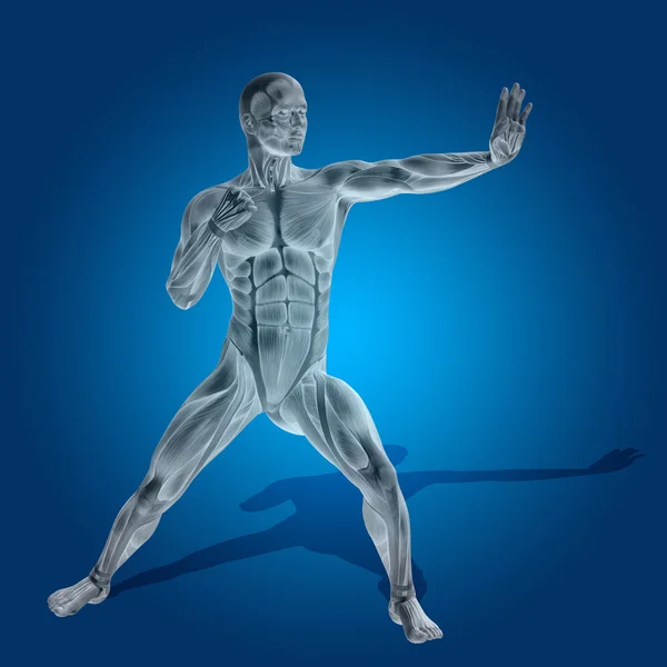 Cuerpo de anatomía 3D con músculos — Foto de Stock