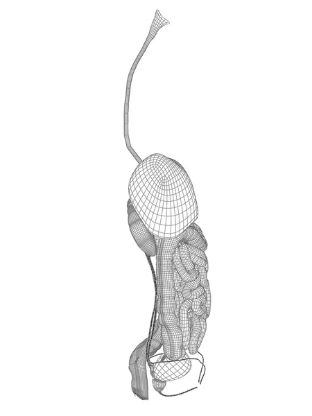 Wireframe mesh spijsverteringsstelsel — Stockfoto