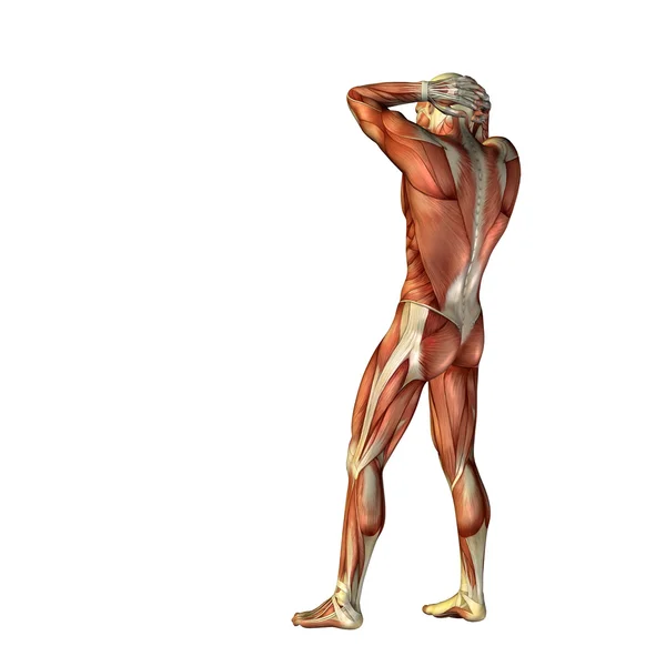 3D Mensch mit Muskeln — Stockfoto
