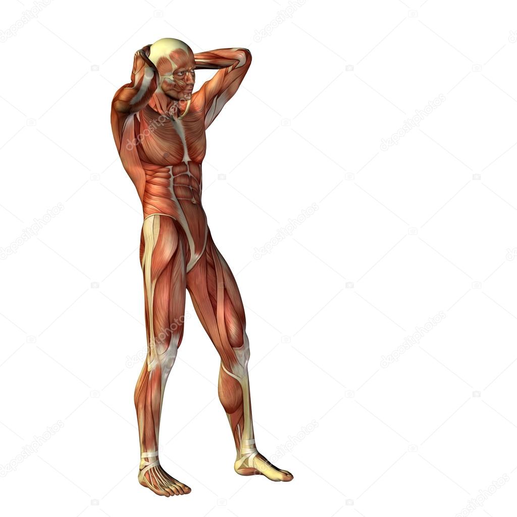 3D human  with muscles