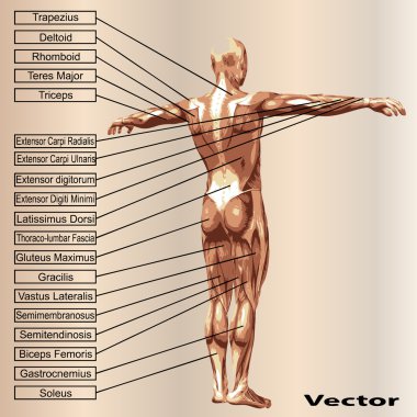 Kaslı erkek anatomisi