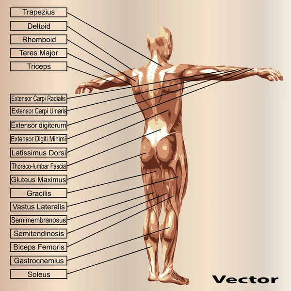 Anatomía masculina con músculos — Vector de stock