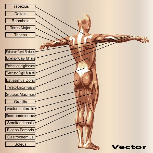 Biceps and triceps anatomy Royalty Free Vector Image