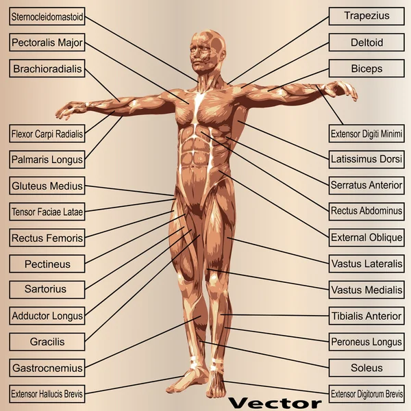 Manliga anatomi med muskler — Stock vektor