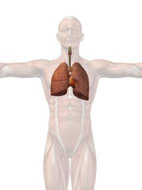 kavramsal anatomik insan