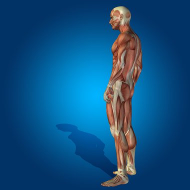 kavramsal stong insan