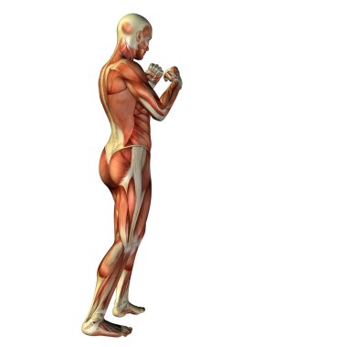 adam anatomisi tasarımları için.