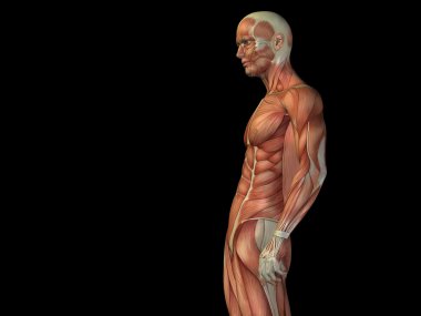 kavramsal stong insan