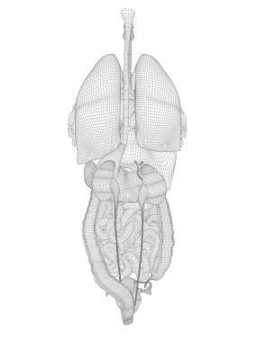 Tel kafes kafes sindirim sistemi