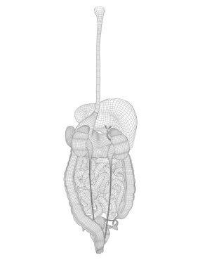 Kavramı, sindirim sistemi