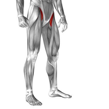 Upper leg anatomy clipart