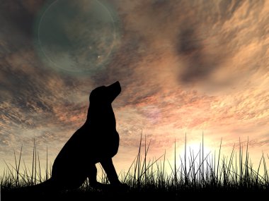 köpek siluet çim