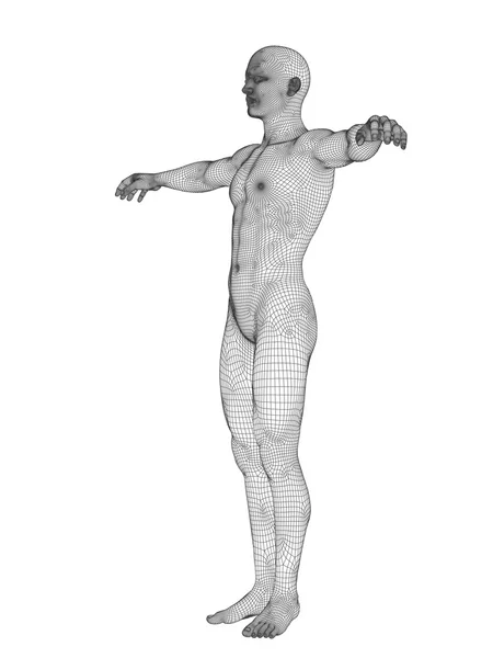 Anatomia maschile in wireframe bianco — Foto Stock