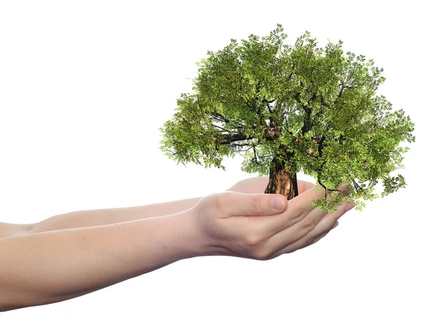 Hand met een groene zomer boom — Stockfoto
