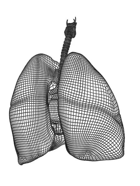 Sistema respiratório de malha wireframe — Fotografia de Stock