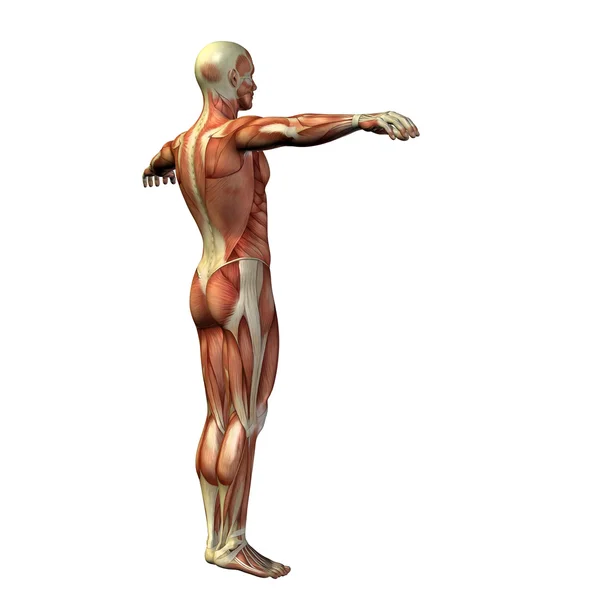 Άνθρωπος με μύες για σχέδια ανατομία. — Φωτογραφία Αρχείου