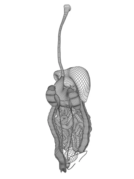 Sistema digestivo a rete wireframe — Foto Stock