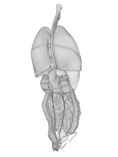 Sistema digestivo a rete wireframe — Foto Stock