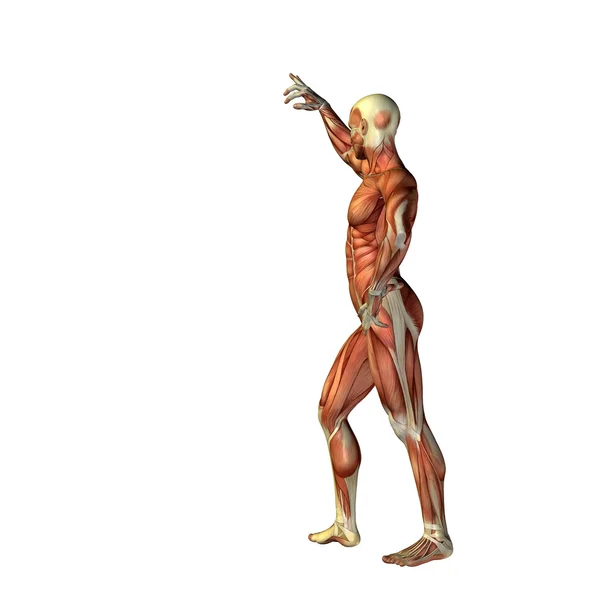 Man  for anatomy  designs. — Stock Photo, Image