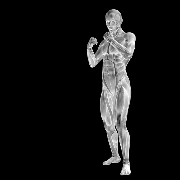 3D humain pour les conceptions anatomiques . — Photo