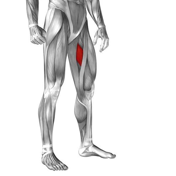 Anatomia człowieka nogi — Zdjęcie stockowe