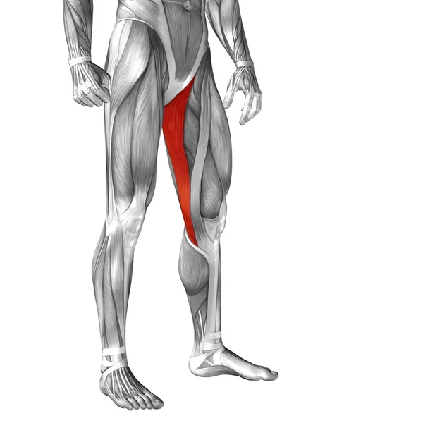 Anatomía de la parte superior de la pierna humana — Foto de Stock