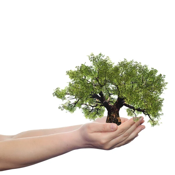 Hand met een groene zomer boom — Stockfoto