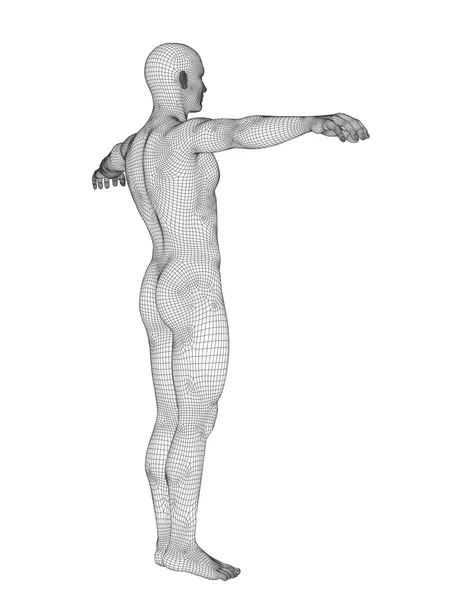 3d 남성 해부학 — 스톡 사진