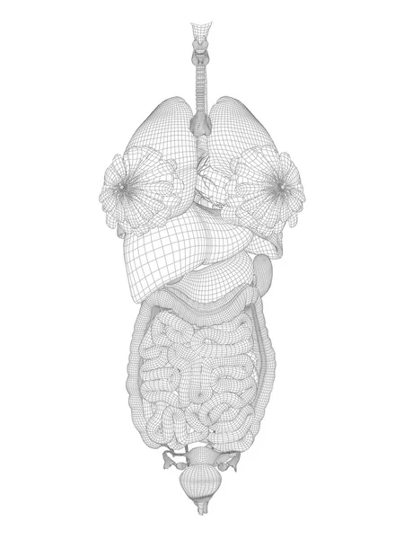 Mesh sistema digestivo — Foto Stock