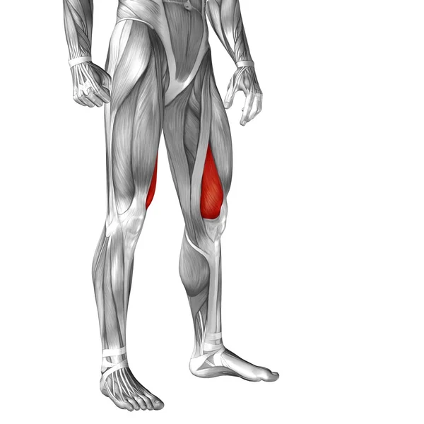 Fogalmi 3d felső lábszár anatómia — Stock Fotó