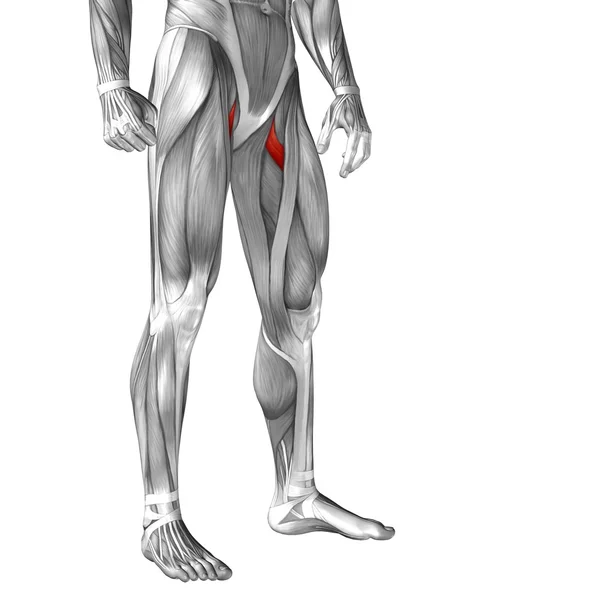 Анатомия верхней ноги — стоковое фото