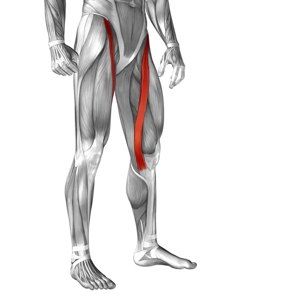 Anatomia człowieka górną część nogi — Zdjęcie stockowe