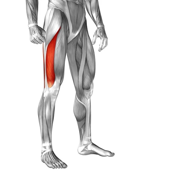 Conceptual 3D  upper leg anatomy — Stock Photo, Image