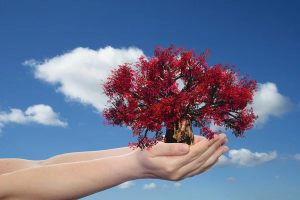 Mujer mano sosteniendo árbol — Foto de Stock