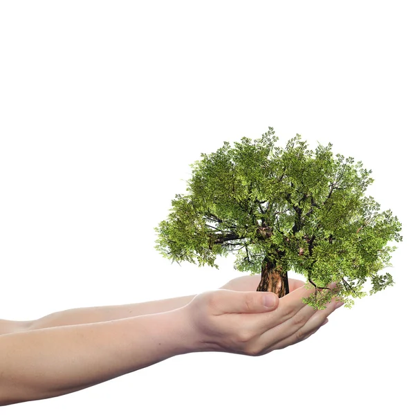 Hand som håller ett gröna sommaren träd — Stockfoto