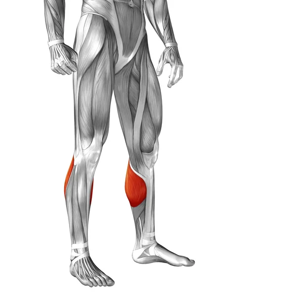 인간의 더 낮은 다리 해부학 — 스톡 사진