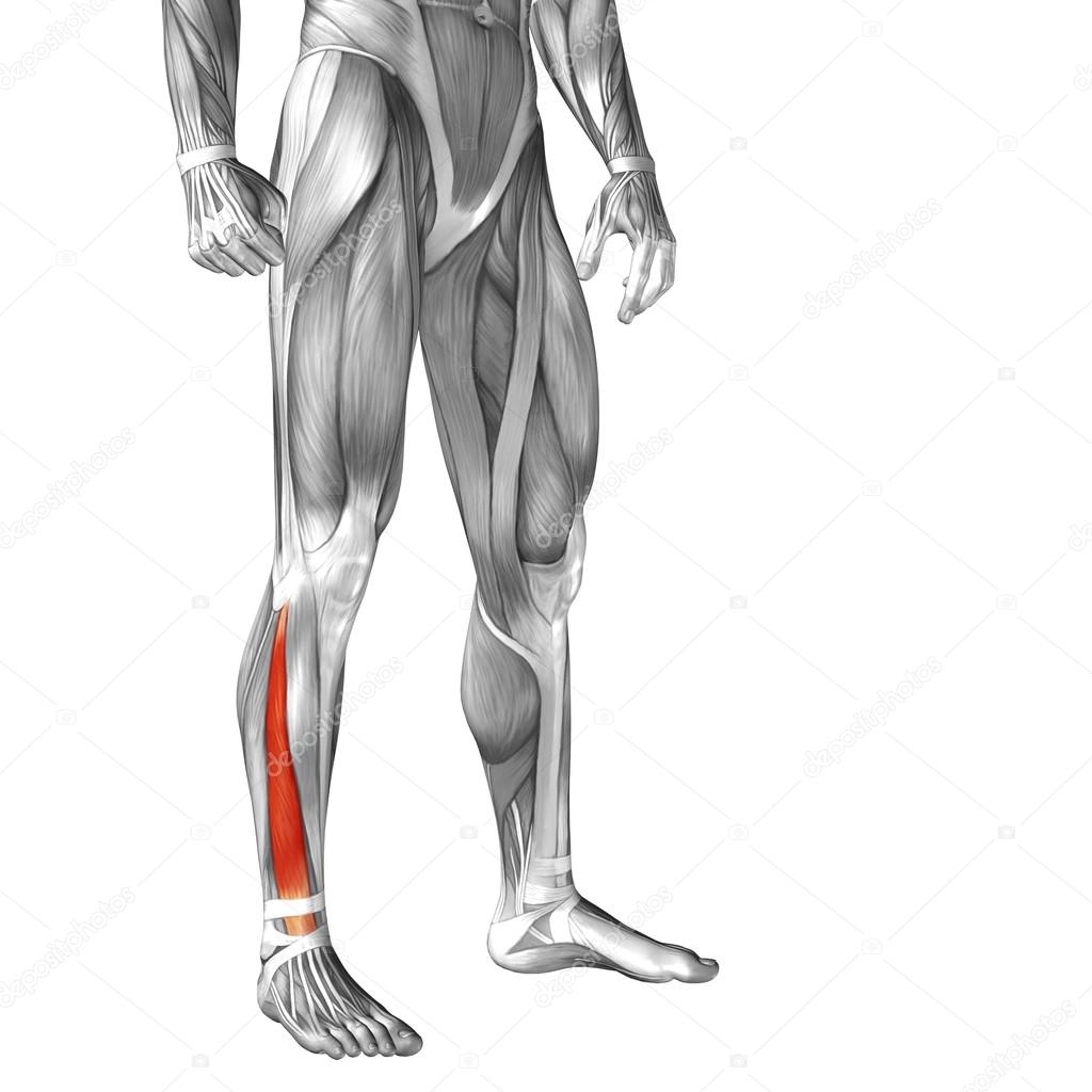 Human lower leg anatomy