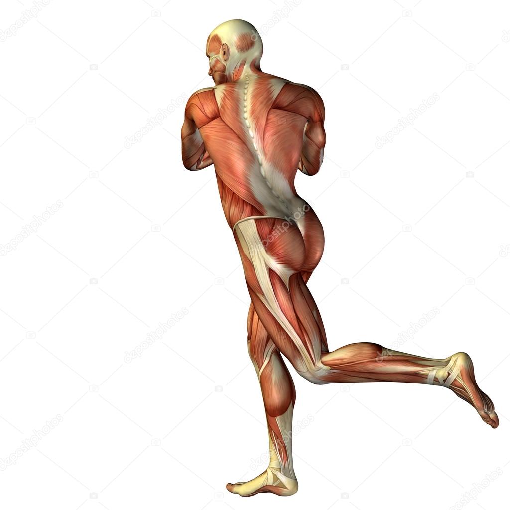 Human  with muscles for anatomy designs.