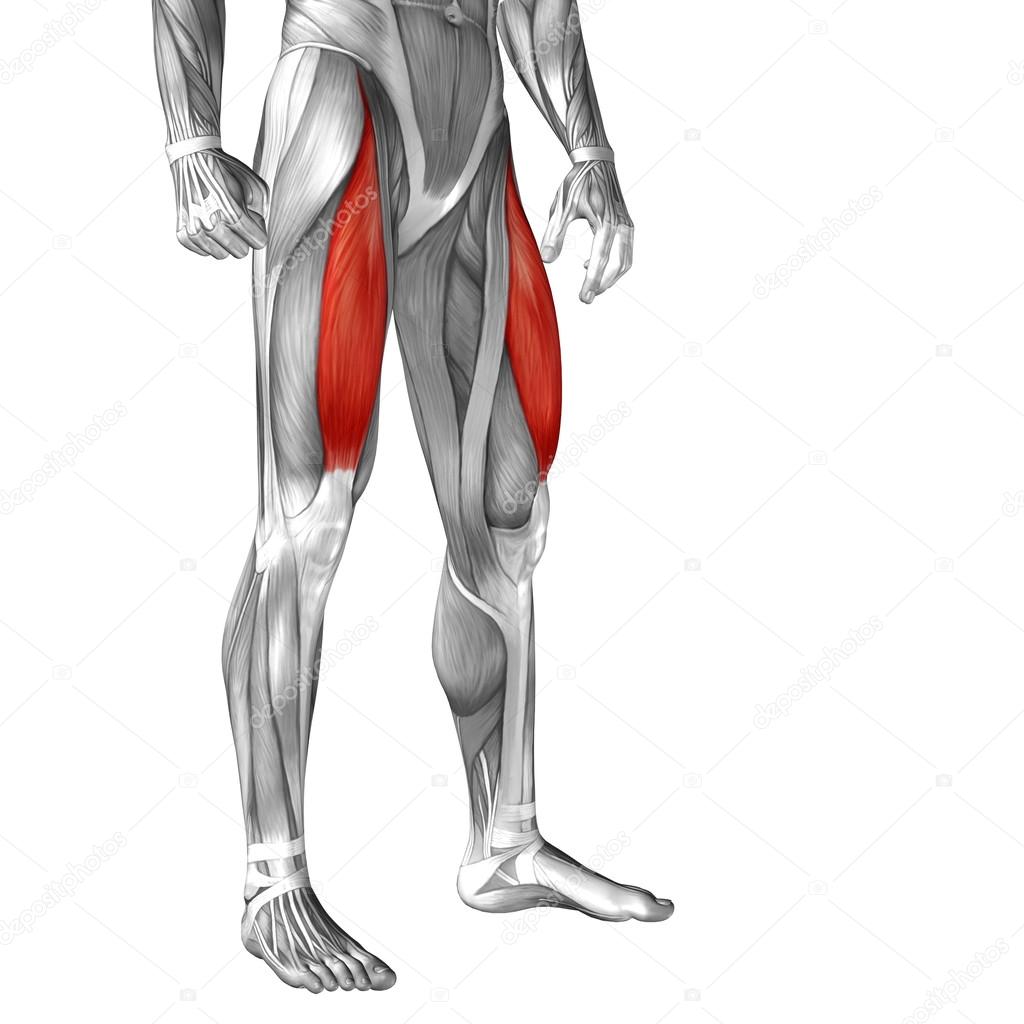 Human upper leg anatomy