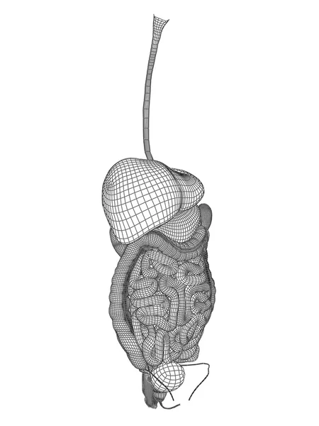 Mesh spijsverteringsstelsel — Stockfoto