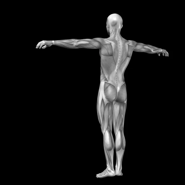 3d anatomía humana —  Fotos de Stock