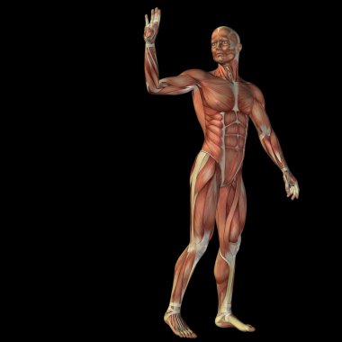 kaslar ile 3D insan