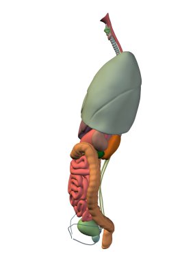 Toraks organların anatomisi tasarımları için.